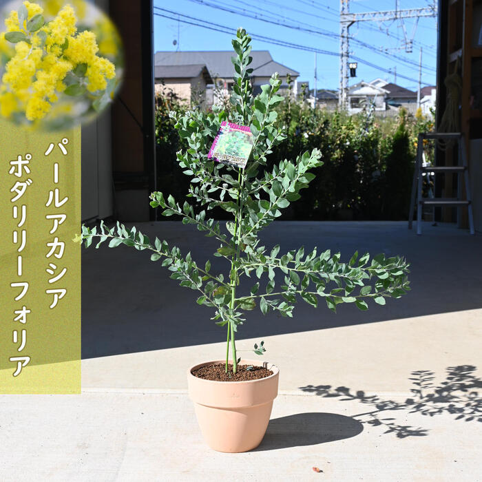 ●売却済● パールアカシアとプロテアのスワッグ　2個(約28cm、23cm) 楽天市場】【現品販売】パールアカシア ポダリリーフォリア 7号