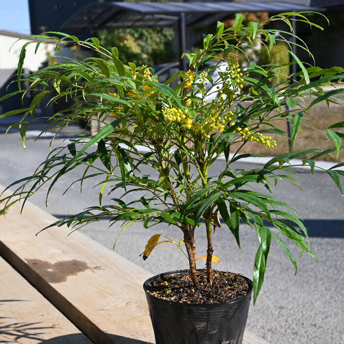 楽天市場】マホニアコンフューサ 鉢植え 常緑樹 細葉