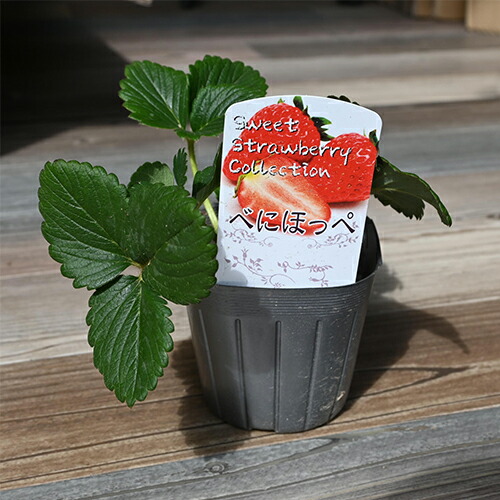 楽天市場】2025年いちご 苗 べにほっぺ 2個セット イチゴ 紅