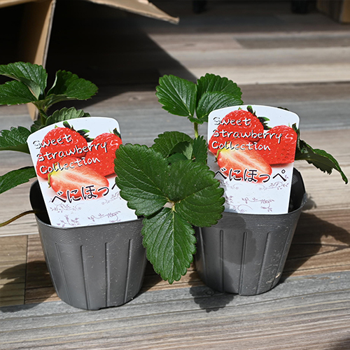 楽天市場】2025年いちご苗 イチゴ苗越後姫 苺の苗 育てて食べる いちご