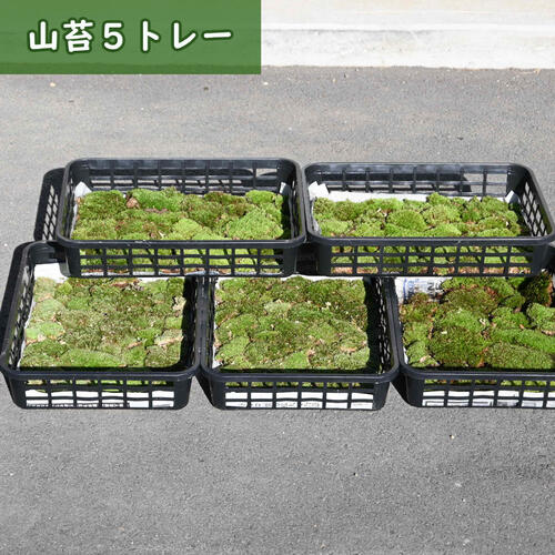teru3 　シッポゴケ1トレーとスナゴケ１トレー teru3 様専用 シッポゴケ1トレーとスナゴケ1トレー - メルカリ