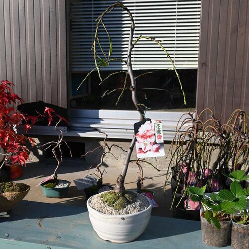 プレゼントに2026年5月中頃～下旬開花 花桃 源平桃【ゲンペイモモ】枝垂れ桃 ハナモモ　鉢植え 接ぎ木【咲き分けの源平しだれ桃 】 紅白しだれ桃 源平しだれ桃