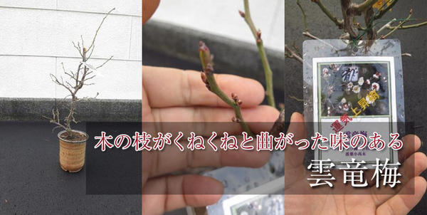 楽天市場 雲竜梅梅盆栽信楽鉢植え 21年2月に開花 運気上昇樹 ウンリュウ梅 園芸百貨店何でも揃うこぼんさい