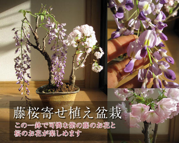 まとめ買い】 藤盆栽 白信楽焼き 紫のお花と 香りが楽しめます