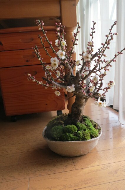 楽天市場】希少日光梅盆栽盆栽 梅2025年花芽有り 【盆栽向き】プラ鉢5