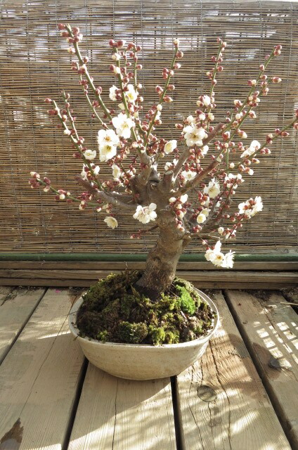 盆栽　玉牡丹　八重白梅　花芽満点 楽天市場】2025年2月開花 玉牡丹 梅盆栽 白梅八重咲き 花梅 ウメ