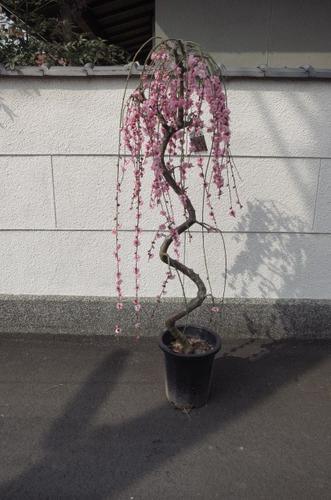楽天市場】しだれ梅苗しだれ梅 八重 紅色 しだれ梅 特大 樹高さ 1.5m