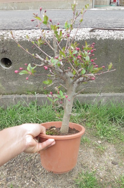 楽天市場 盆栽向き 花海棠桜ハナカイドウ桜 ポット苗 鉢植えサイズ 21年4月頃開花 園芸百貨店何でも揃うこぼんさい