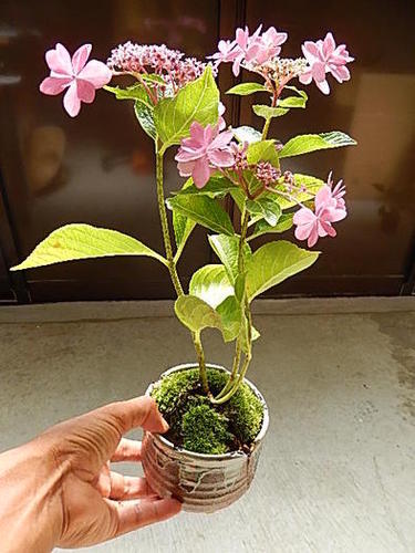 楽天市場 アジサイ ダンスパーティー 紫陽花 鉢入り 16年開花終了剪定後の状態でお届けとなります 園芸百貨店何でも揃うこぼんさい