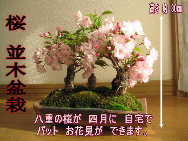 プレゼントお誕生日に5月に咲くサクラのお花見を楽しむお祝い桜盆栽