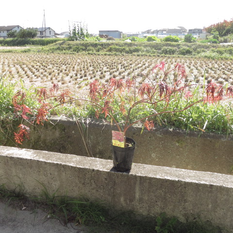 楽天市場 ハナマトイもみじ苗ハナマトイ 花纏 もみじ もみじ苗木 モミジ苗木 紅葉 園芸百貨店何でも揃うこぼんさい