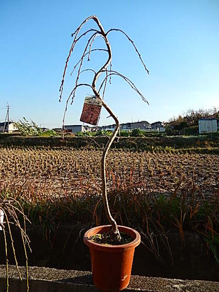 楽天市場 年4月開花予定苗しだれ桜 苗木 八重しだれ桜 八重垂れ桜 苗今年おすすめのしだれ桜苗 植樹 シンボルツリーに最適 桜 を 園芸百貨店何でも揃うこぼんさい