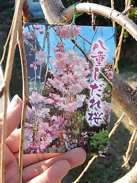 楽天市場 年開花予定おすすめ 立派なしだれサクラ 八重しだれ桜 記念日 お祝い 風情のあるしだれ桜苗 シダレ桜 1 5m 大苗 自宅のシンボルツリーに 大きいしだれ桜 おすすめの シダレ桜です サクラ大苗 しだれ桜 苗木 園芸百貨店何でも揃うこぼんさい