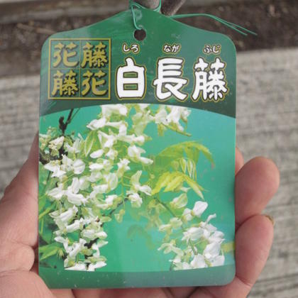 楽天市場】2025年白藤苗 庭木苗 麝香藤苗木ジャコウフジ