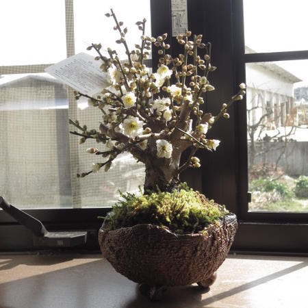 楽天市場】希少日光梅盆栽盆栽 梅2025年花芽有り 【盆栽向き】プラ鉢5