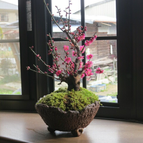 祝賀会紅梅盆栽\u003cBR\u003e2026年3月頃花めく梅盆栽 梅のお花からは好いたらしい芳ばしさがします\u003cBR\u003e信楽焼き入り口・入口盆栽梅