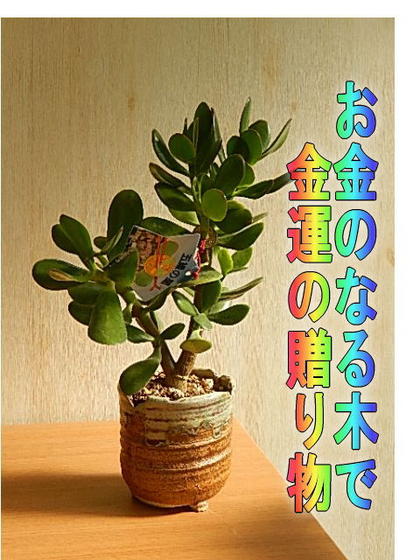 金運アップ金のなる木多肉植物 【観葉植物】花月