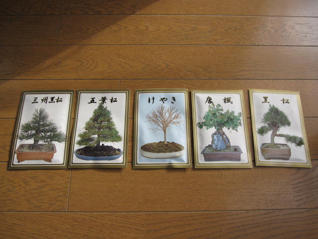 楽天市場 １2年盆栽の種 送料無料 盆栽種 盆栽種 セット三洲黒松 五葉松 けやき 唐楓 黒松の5種類の 園芸百貨店何でも揃うこぼんさい