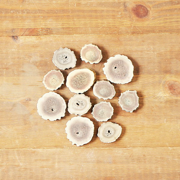 楽天市場】鹿の角 5cm前後を100g分セット アクセサリー用 パーツ