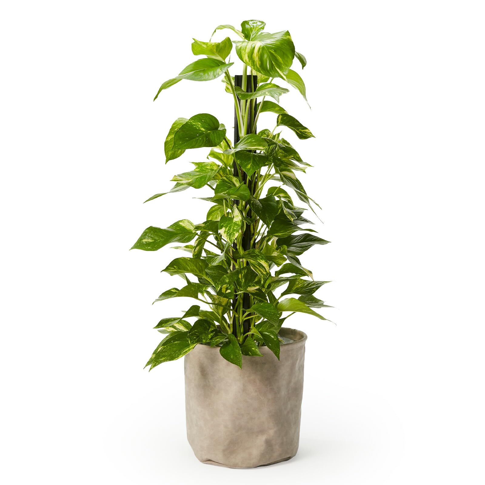 bloomee(ブルーミー) ポトス 観葉植物 (7号 レザー調カバー 鉢カバー 付) 本物 大型 室内用 鉢 (金運アップ 空気浄化 風水) おしゃれ インテリア 大きい (ギフト プレゼント お祝い) 初心者でも育|みんなのマーケット