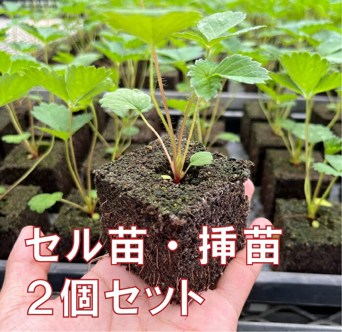 特化】いちご苗100株セット