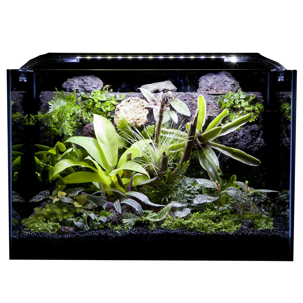 過ごしたいものですね みずみずしいグリーンに囲まれた生活を 観葉植物 Paludart パルダート 観賞用パルダリウム 家の中で過ごすことが多い昨今 新しい生活様式の中 花 観葉植物 P 45 水槽 45cm みのるセレクション室内インテリアとして 心身を癒す森の力 過ごしたいものですね みずみずしいグリーンに囲まれた生活を 観葉植物 Paludart パルダート 観賞用パルダリウム 家の中で過ごすことが多い昨今 新しい生活様式の中 花 観葉植物 P 45 水槽 45cm みのるセレクション室内インテリアとして 心身を癒す森の力