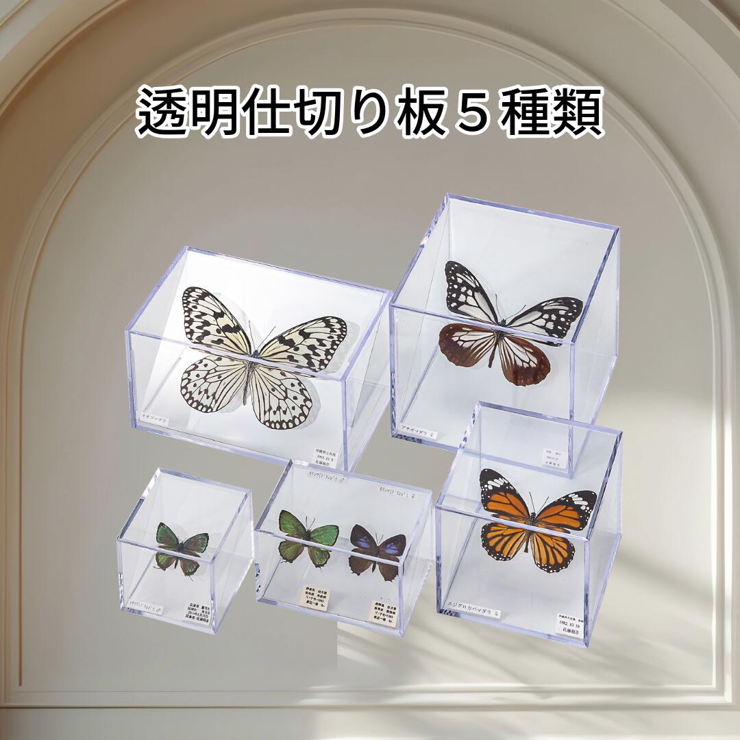 蝶標本採取55/82年ガラス木箱現状品のみ30x40x6cm 蝶標本採取55/82年ガラス木箱現状品のみ30x40x6cm 標本