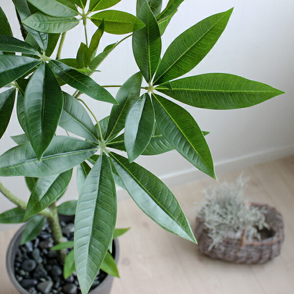 パキラ 125cm 黒鉢 造花 観葉植物 Ct触媒 大型 人工観葉植物 フェイクグリーン 重要 北海道 沖縄 送料別途 4000円 東北 送料別途 00円 開店祝い 引越し祝い 新築祝い お祝い 会社 事務所 自宅 ギフト Ceconsolidada Cl