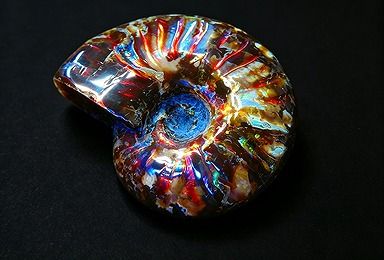 【新品】 天然石（原石） 数万個の中の一個★天然マダガスカル産 ★ 両面オパールアンモナイト 化石標本超巨大45ｇ★65ｍｍ D855 ｜ディ・ヴィルト・ブリッジ