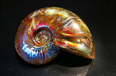 【新品】 天然石（原石） 数万個の中の一個★天然マダガスカル産 ★ 両面オパールアンモナイト 化石標本超巨大27ｇ★55ｍｍ D809 ｜ディ・ヴィルト・ブリッジ