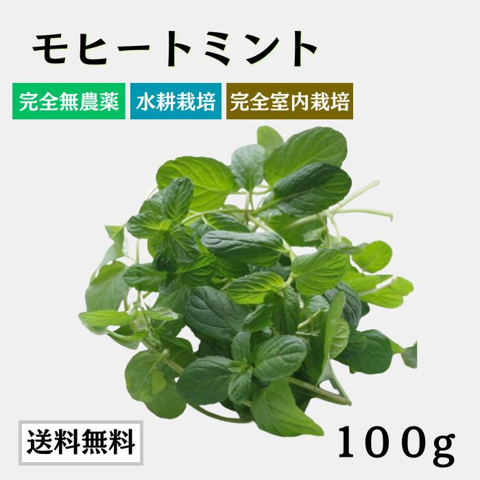 Amazon.co.jp: 【朝市場直行】千葉県ほか イエルバブエナ