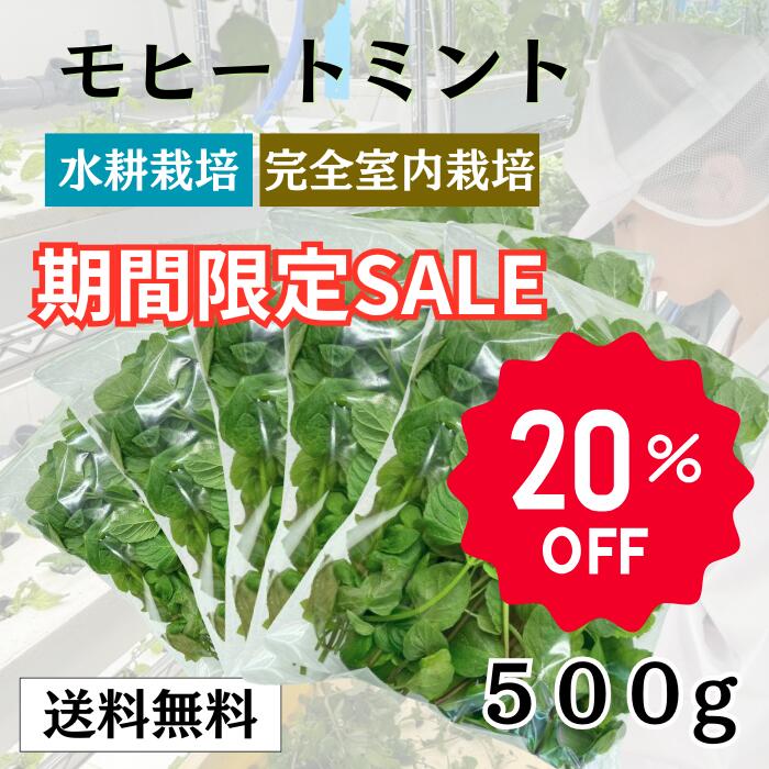 【数量限定】【20%OFF】モヒートミント500g【送料無料】 国産 高品質 モヒート専用  モヒート イエルバブエナ ミント 生ミント ハーブ ハーブティ 食用 プレゼント 観葉植物 栽培 料理 送料無料 ミントティー ミントティ カクテル フレッシュハーブ 水耕栽培 お酒 おしゃれ