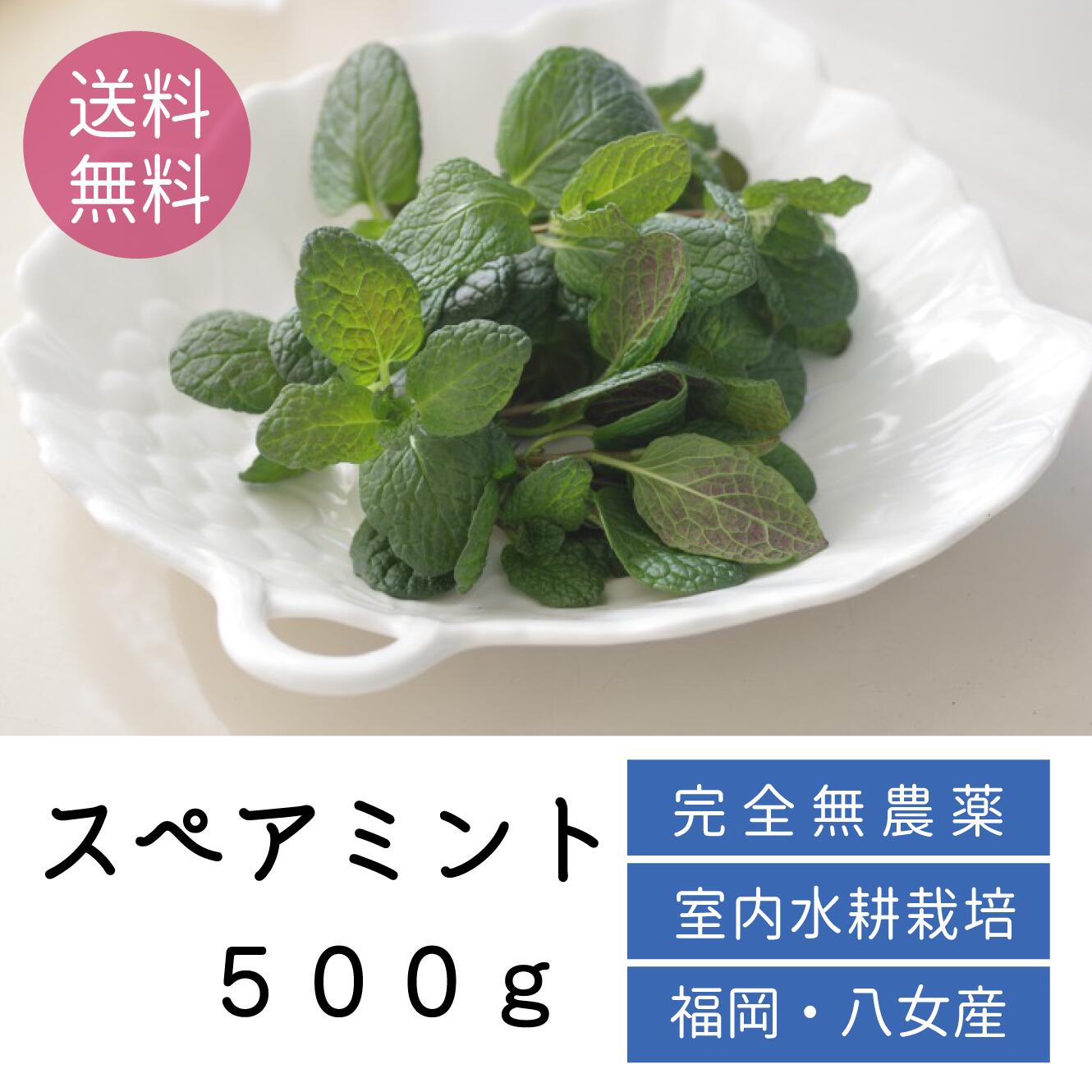 超人気 送料無料 完全無農薬スペアミント500g 無農薬 ハーブティ 母の日 プレゼント 観葉植物 野菜 ハーブ 栽培 料理 ギフト 無農薬ミント モヒート 春 送料無料 ミントティー ミントティ カクテル フレッシュハーブ 水耕栽培 ラベンダー バジル ローズマリー お徳用 お