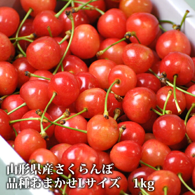 【予約販売】送料無料 山形県産 訳ありさくらんぼ(L玉/約1kg) 6月下旬頃より発送開始/同梱不可/配達日指定不可/佐藤錦/ 紅秀峰など/品種おまかせ/産地直送/さくらんぼ/サクランボ/露地栽培