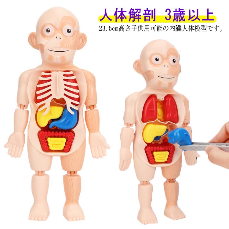 楽天市場】知育玩具 人体パズル 人体模型 人体解剖モデルボディ