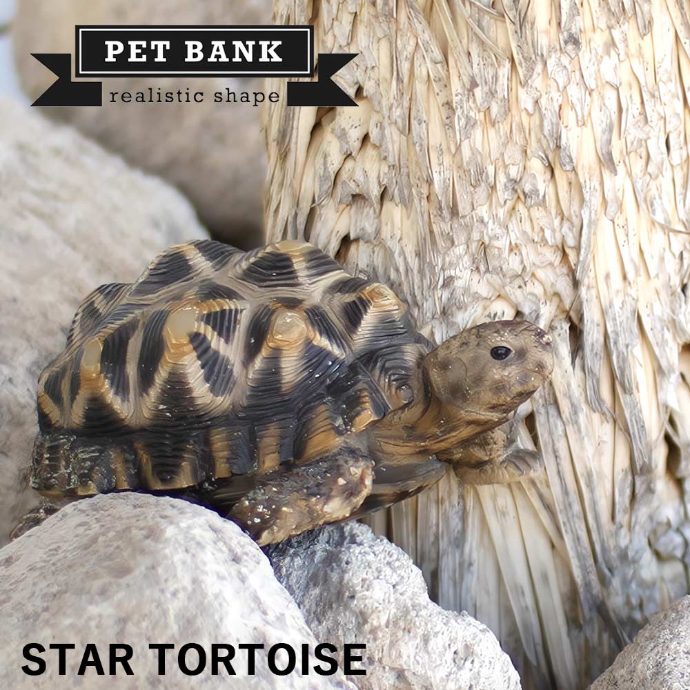 楽天市場 リアルな動物の貯金箱pet Bank ペットバンク ホシガメ Star Tortoiseアニマル コインバンクカメ 亀 爬虫類 Irodori