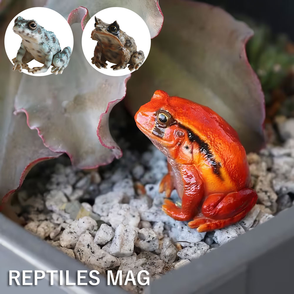 楽天市場 Reptiles Magレプティルス マグ カエルのマグネット トマトガエルミツヅノコノハガエルイシカワガエルtomato Frogmegophrys Masutaishikawa S Frogクリップ置き Irodori