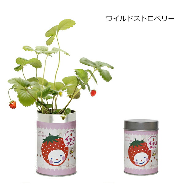 市場 Sale10 Off 屋内栽培キット ヒマワリ コリアンダー ミニトマト ムライタケシデザイン バジル リトルガーデン ワイルドストロベリー