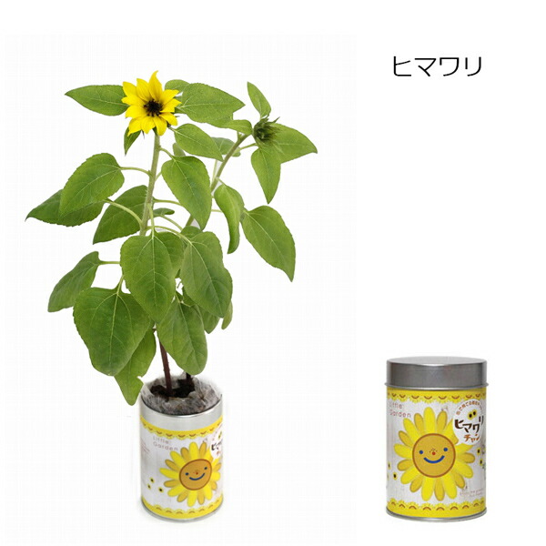 市場 Sale10 Off 屋内栽培キット ヒマワリ コリアンダー ミニトマト ムライタケシデザイン バジル リトルガーデン ワイルドストロベリー