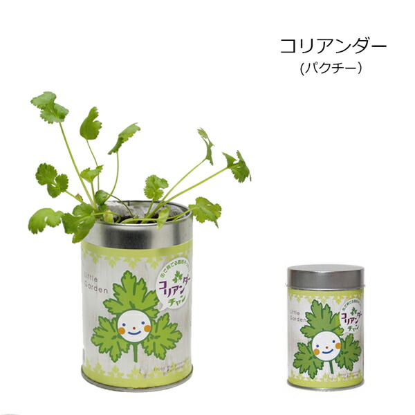 市場 Sale10 Off 屋内栽培キット ヒマワリ コリアンダー ミニトマト ムライタケシデザイン バジル リトルガーデン ワイルドストロベリー