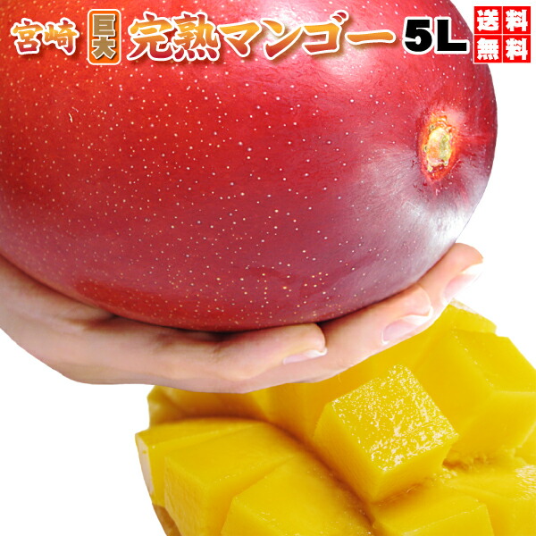 割引クーポン付　プレミアム巨大ジャンボ 宮崎完熟マンゴー 5Ｌ（650ｇ以上）秀品・贈答用　一般ではなかなか入手困難な5Ｌサイズ【お中元ギフト】送料無料