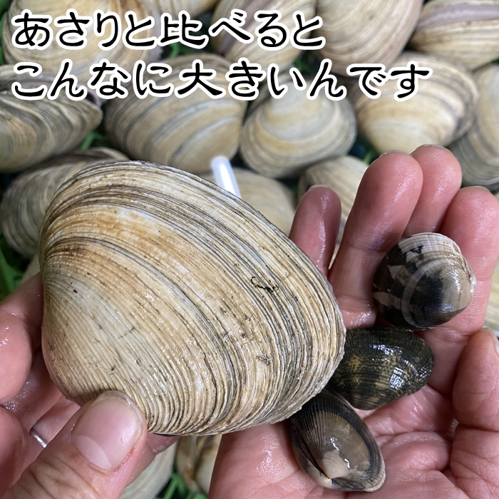 大アサリ 大あさり 小サイズ 片貝前後 売れ筋 片貝