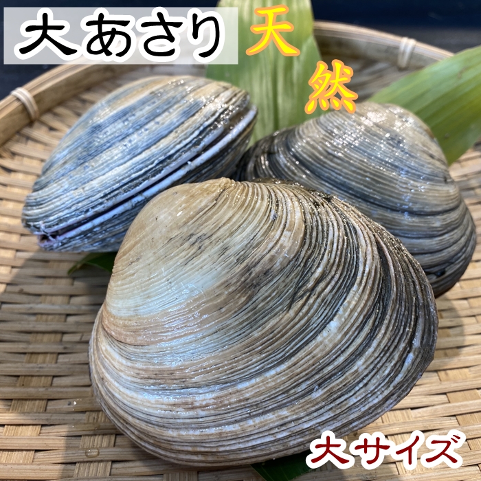 活大アサリ 大あさり １ｋｇ 大サイズ