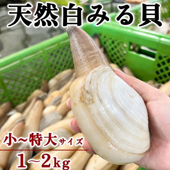 (1,000円OFFクーポン配布中) 貝 ミル貝 みる貝 お刺身 天然 活みる貝 サイズ・量をお選びください。（愛知県三河湾産）