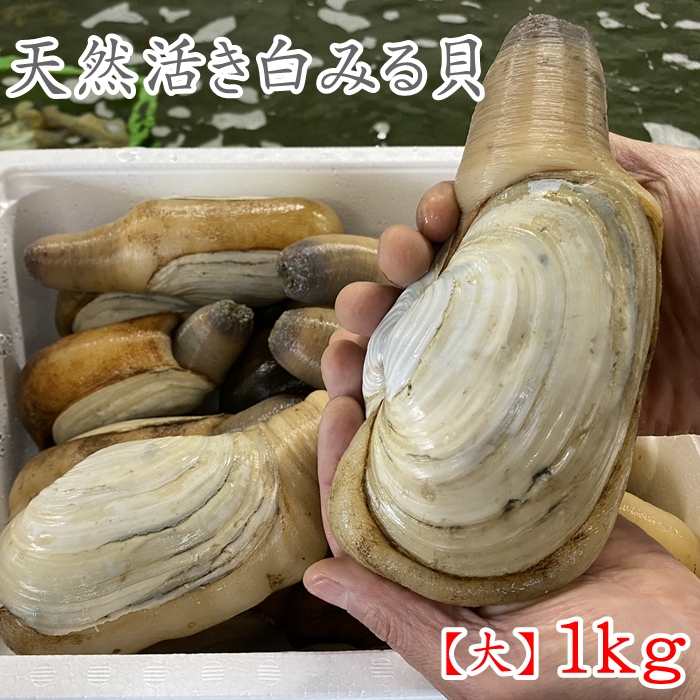 楽天市場 特大活け白ミル貝 愛知産 他 約500g 個 X1個 計500g ナミガイ 豊洲直送 高級貝類 国産 職人の食材 Shiromiru500gx1 白ミル貝５００ｇｘ１ 冷蔵 Okawari 楽天市場店