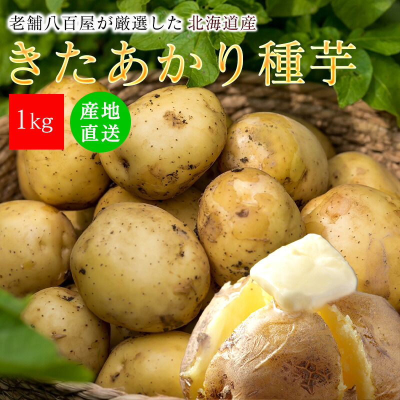 楽天市場】【5％OFFクーポン】種芋 きたあかり 1kg 2kg じゃがいも