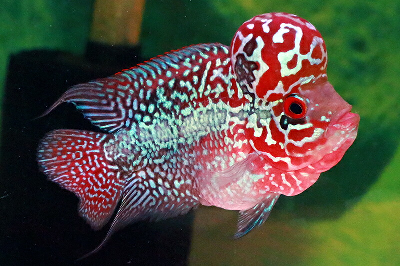 【送料梱包料無料】ショートボディカブキスーパーレッド 約12-13cm（フラワーホーン　熱帯魚　生体）
