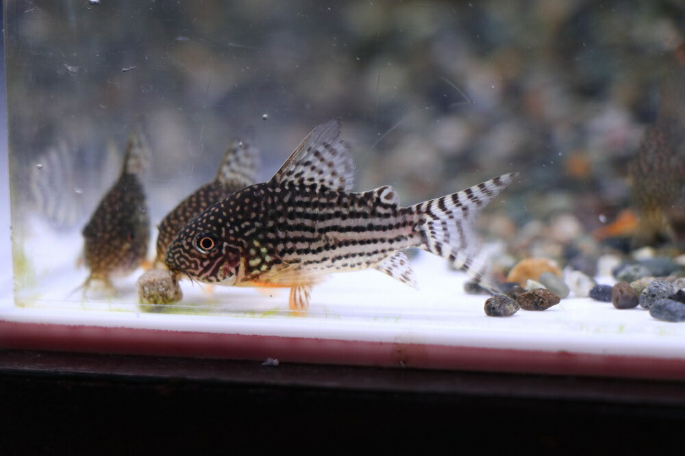 コリドラスステルバイ 3匹セット 約2 5 3cm 最大74 Offクーポン