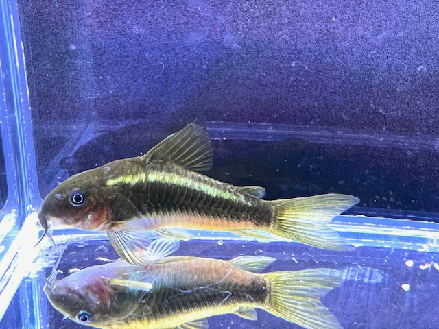 【熱帯魚・コリドラス・生体】コリドラスイルミネータスグリーン（ワイルド）　約5.3cm