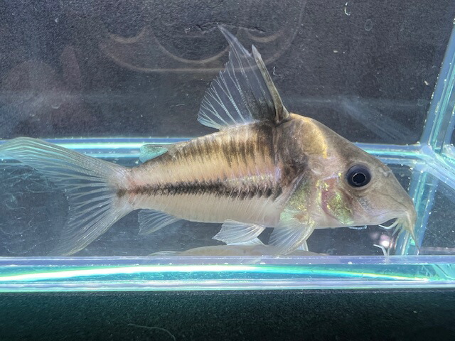 【熱帯魚・コリドラス・生体】コリドラスビファシアータス　約5.5～6cm